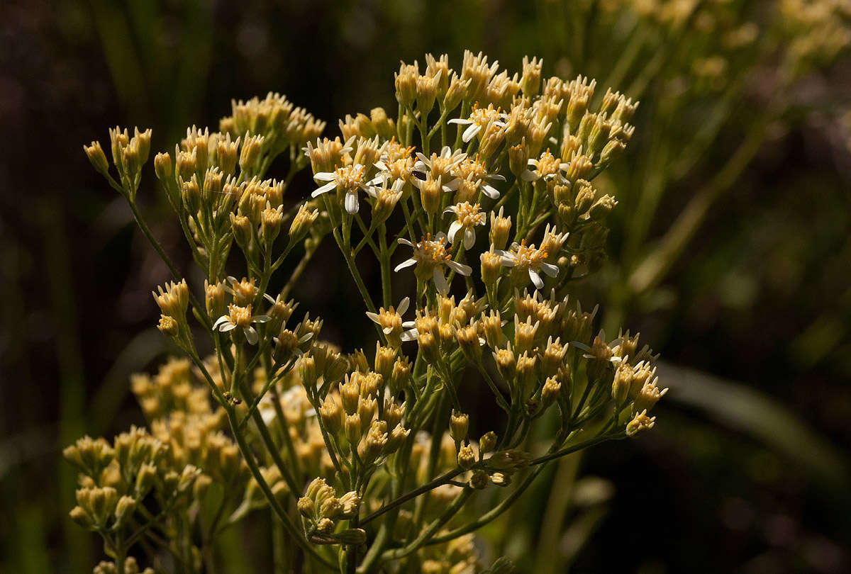 صورة <i>Senecio triactinus</i> S. Moore