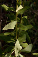 صورة <i>Senecio triactinus</i> S. Moore