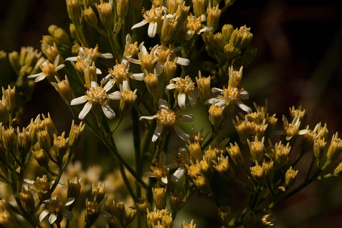 صورة <i>Senecio triactinus</i> S. Moore