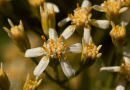 صورة <i>Senecio triactinus</i> S. Moore