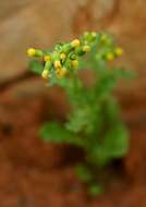 Image of ragwort