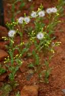 Image of ragwort