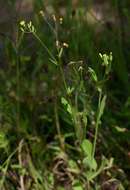 Image of tasselflower