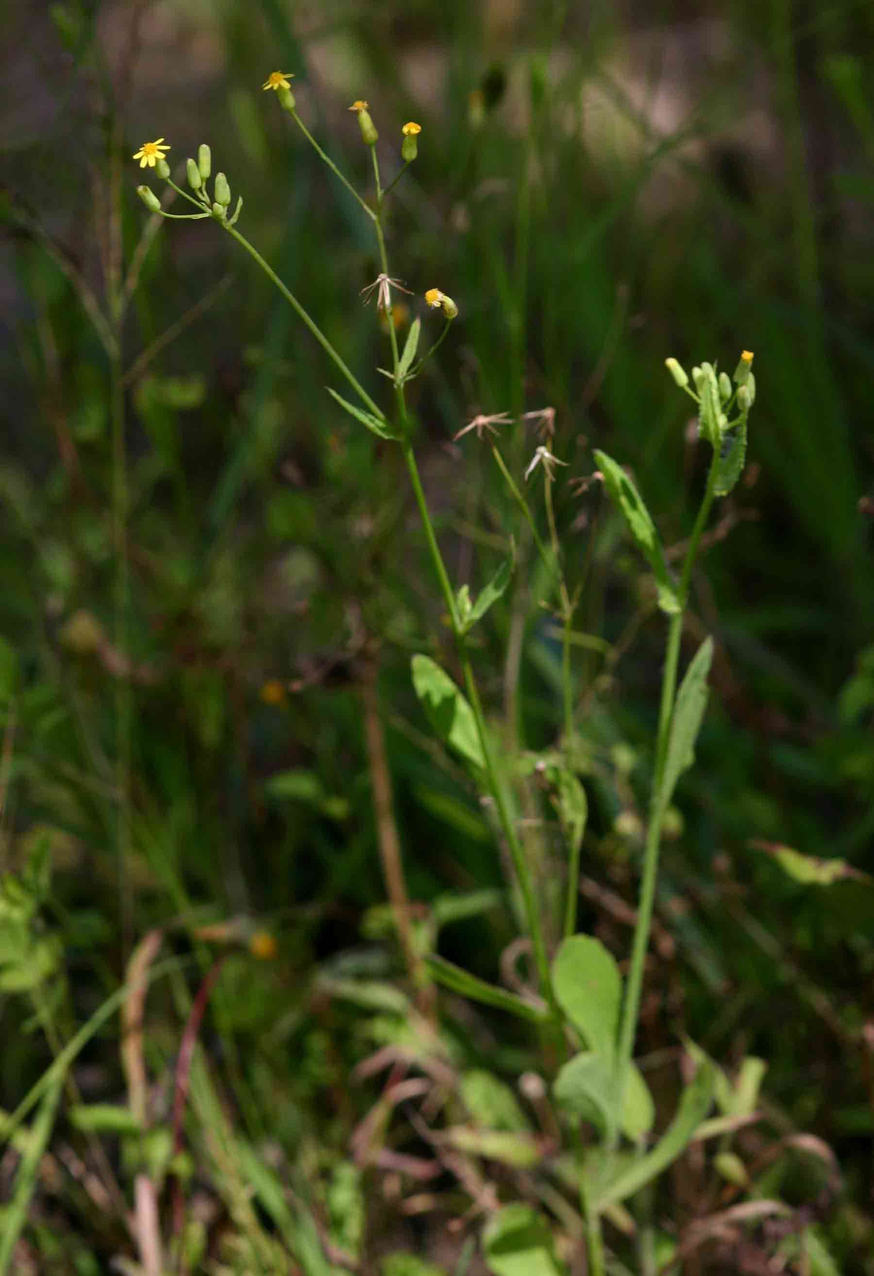 Image of tasselflower