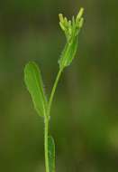 Image of tasselflower