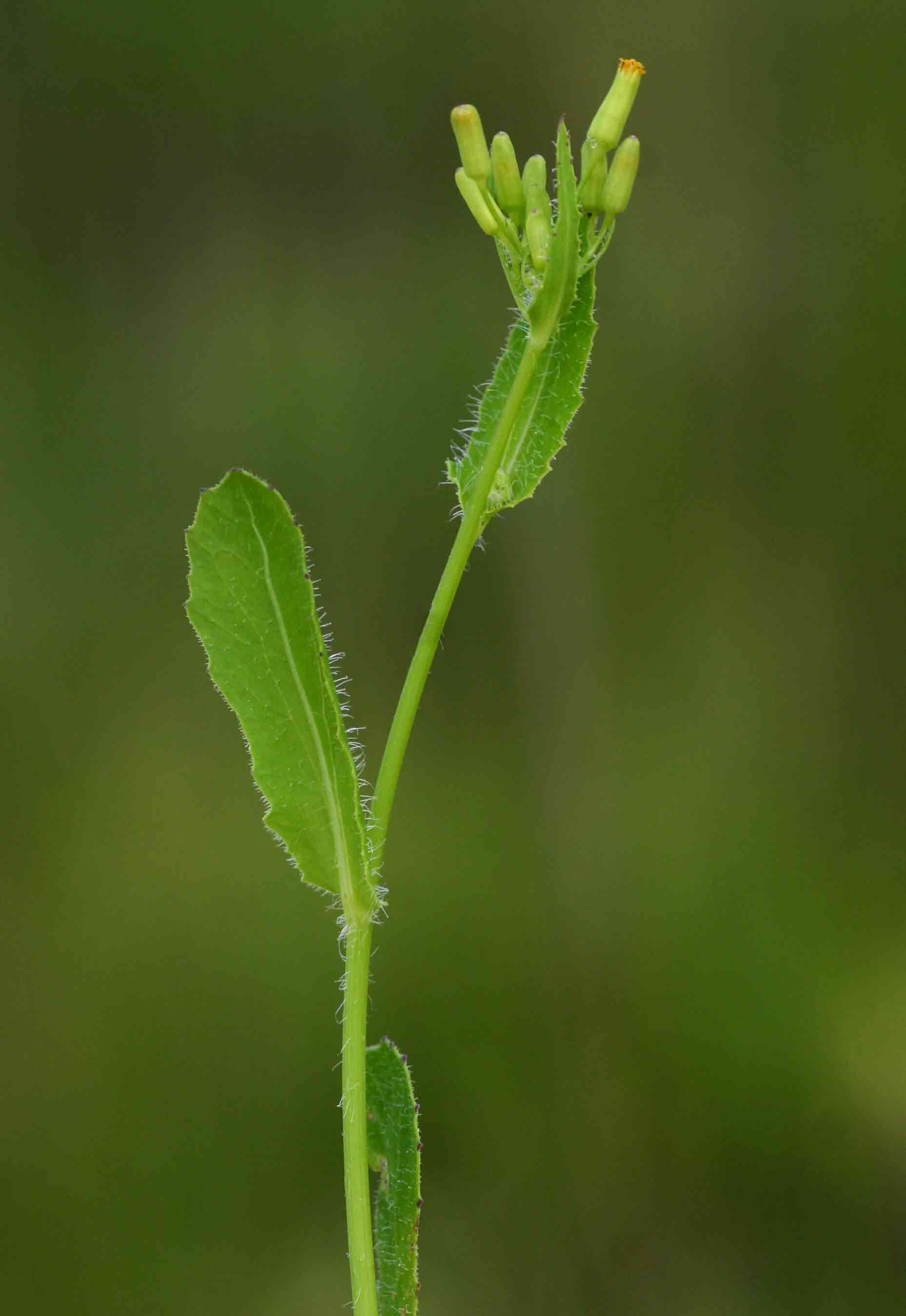 Image of tasselflower