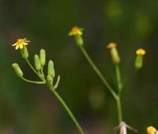 Image of tasselflower