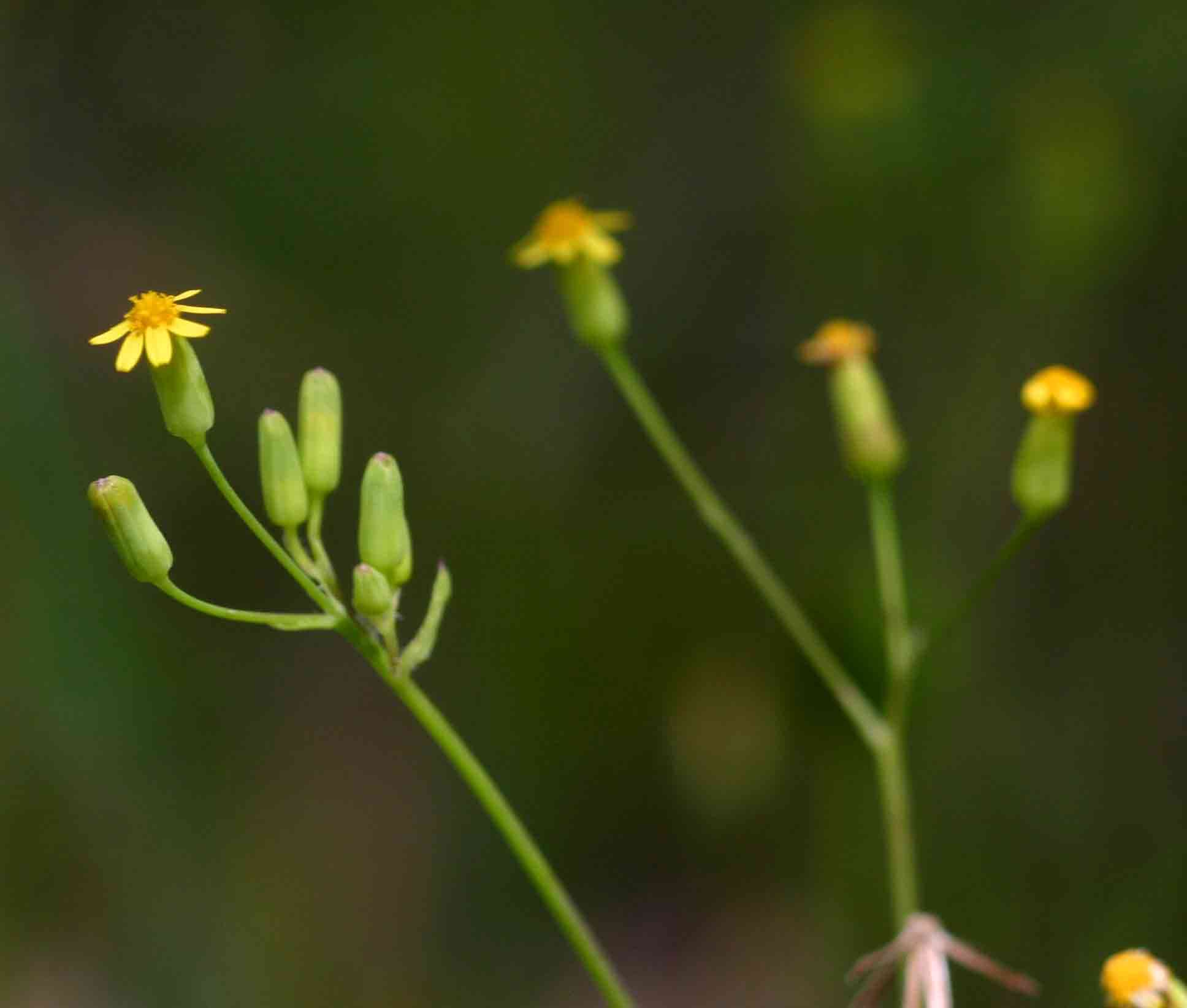 Image of tasselflower