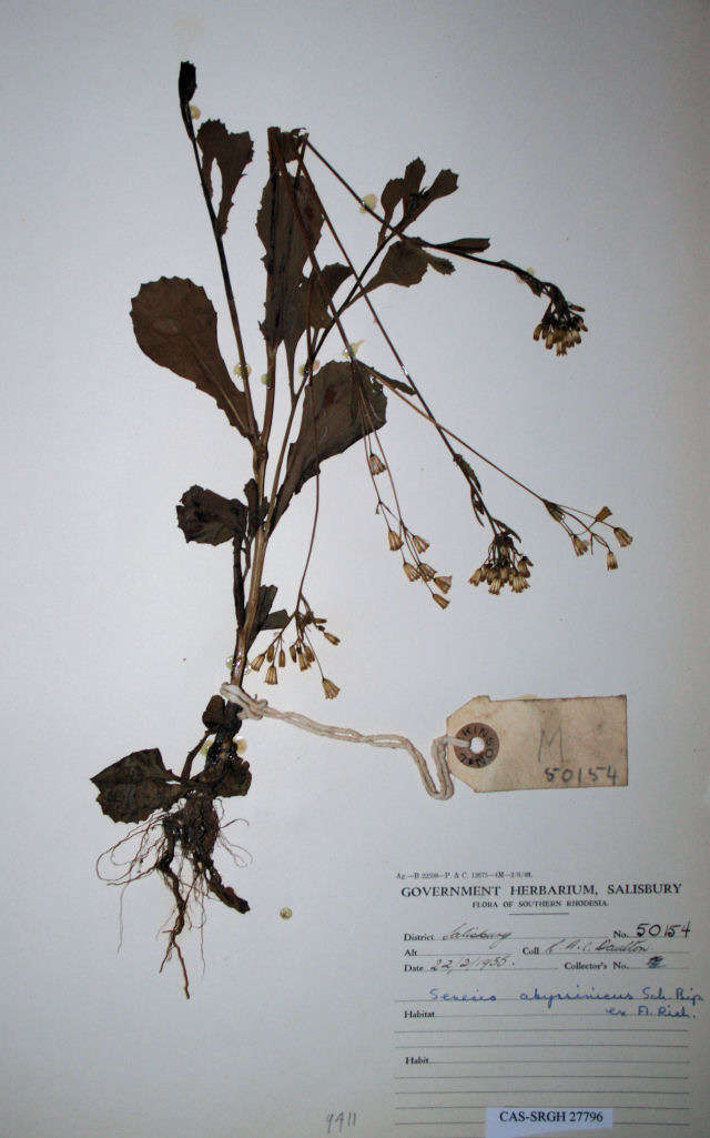 Image of tasselflower