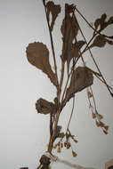 Image of tasselflower