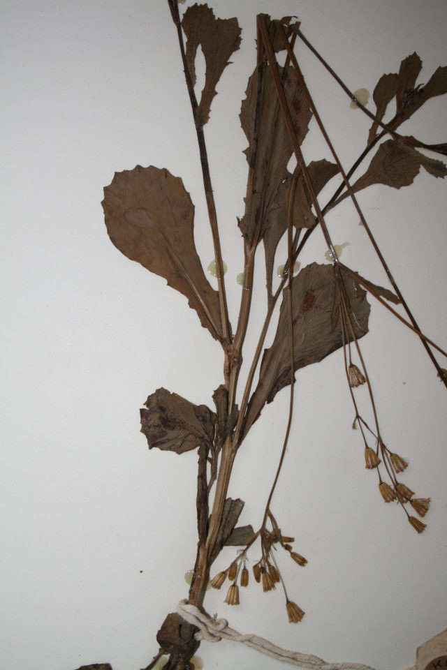 Image of tasselflower