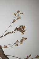 Image of tasselflower