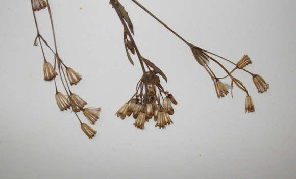 Image of tasselflower