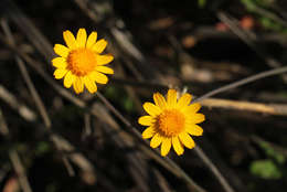 Image of Emilia brachycephala (R. E. Fr.) C. Jeffrey