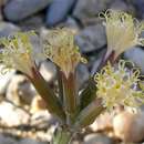 Image of Curio avasimontanus (Dinter) P. V Heath