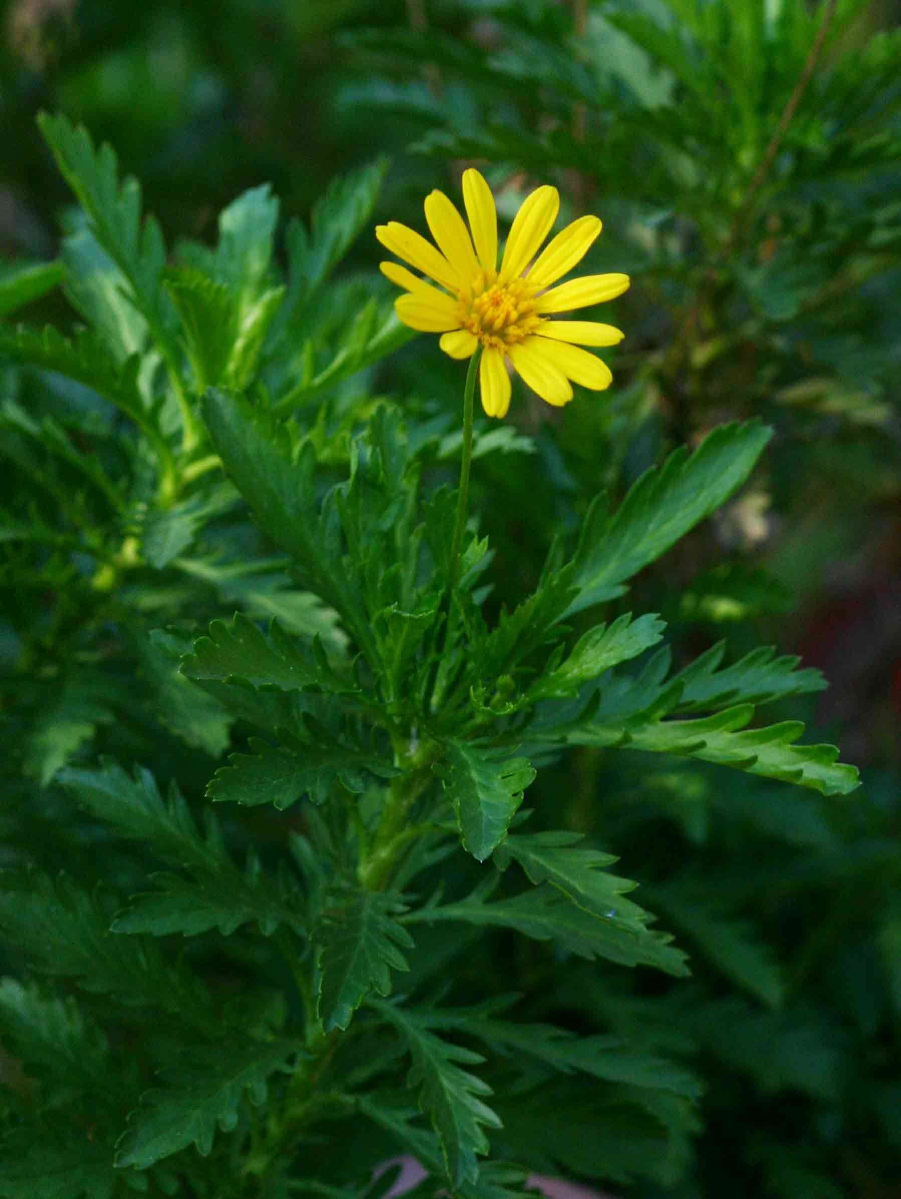 Image of euryops