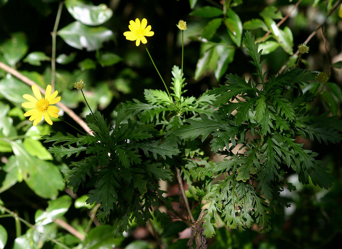 Image of euryops