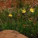 Image of Euryops transvaalensis subsp. setilobus (N. E. Br.) B. Nord.