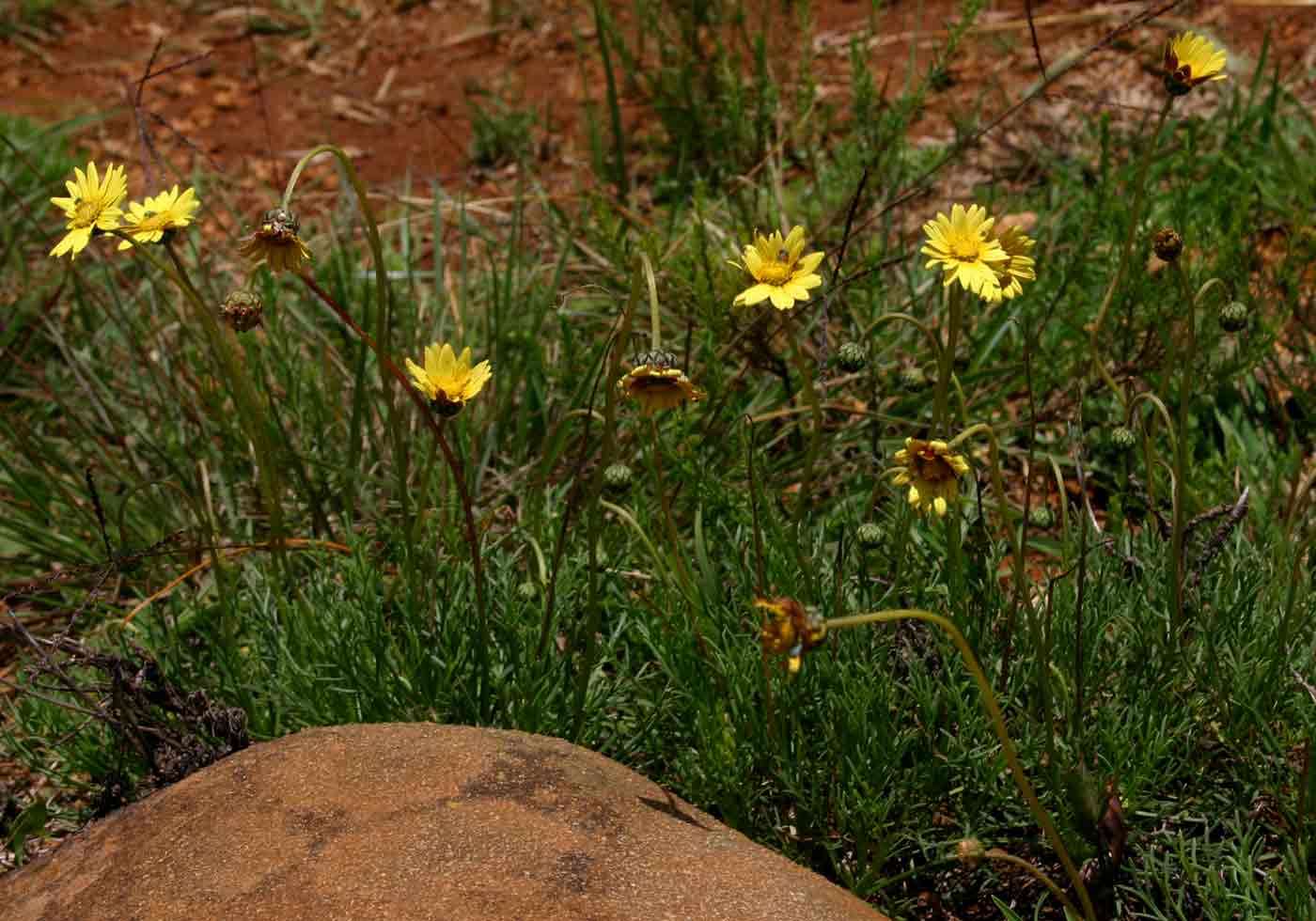 Euryops transvaalensis Klatt resmi