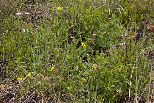 Image of daisybush