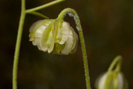 Image of daisybush