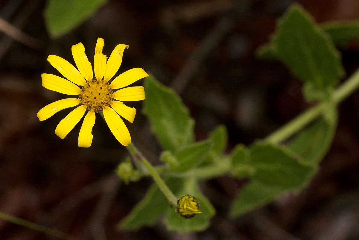 Image of daisybush