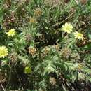 Osteospermum muricatum subsp. muricatum的圖片