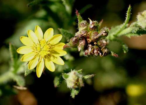 Plancia ëd Osteospermum muricatum E. Mey. ex DC.