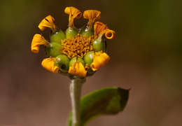 Image of Bush-tick berry