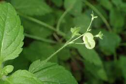 Image of Wood speedwell