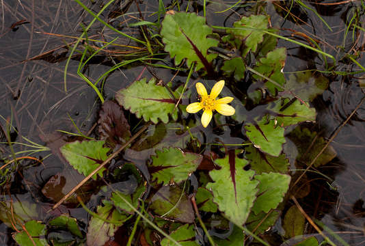 Sivun Haplocarpha nervosa (Thunb.) Beauv. kuva