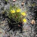 Image of Gazania krebsiana subsp. serrulata (DC.) Rössl.