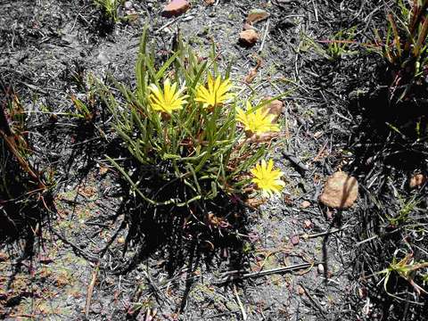 Image of Gazania krebsiana Less.