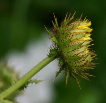 Image of Sun daisy