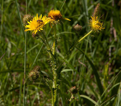 Image of Sun daisy