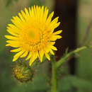 Image of Sun daisy