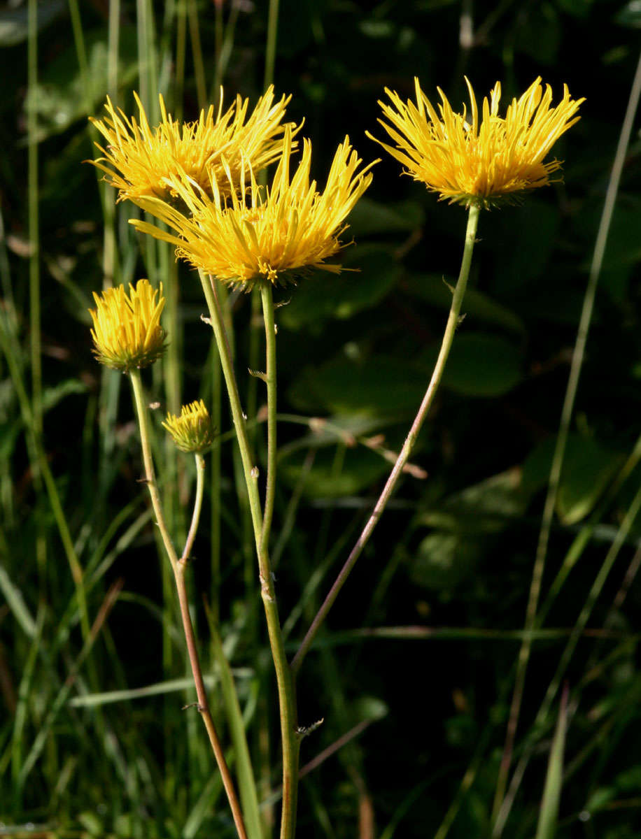 Слика од Berkheya setifera DC.