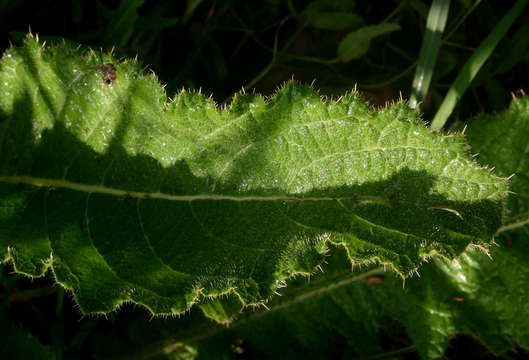 Image of Berkheya setifera DC.