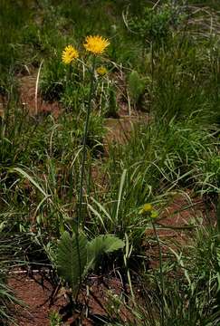 Image of Berkheya setifera DC.