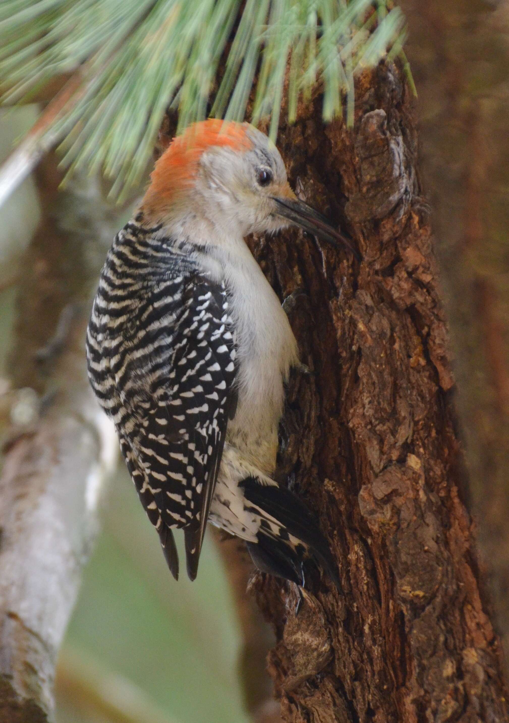 Image of Red-bellied Woodpecker