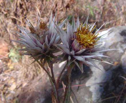 Image of Macledium kirkii (Harv.) S. Ortiz