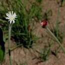 Imagem de Piloselloides hirsuta (Forsk.) C. Jeffrey ex Cufod.