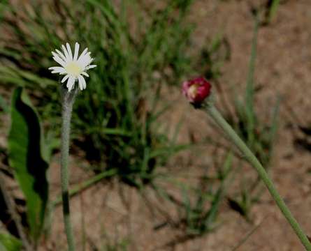 Image de Piloselloides