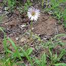 Image of Blushing daisy