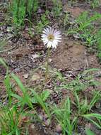 Gerbera viridifolia (DC.) Sch. Bip. resmi