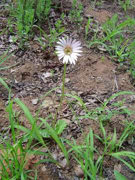 Image of Gerbera viridifolia (DC.) Sch. Bip.