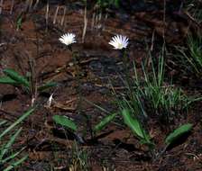 Gerbera viridifolia (DC.) Sch. Bip.的圖片