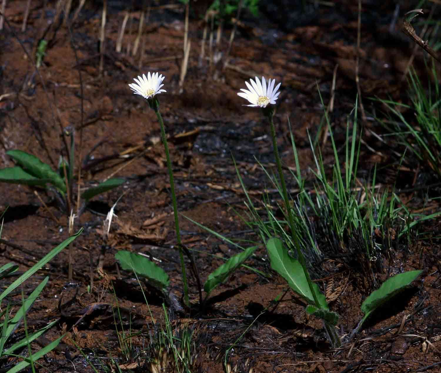 Gerbera viridifolia (DC.) Sch. Bip. resmi