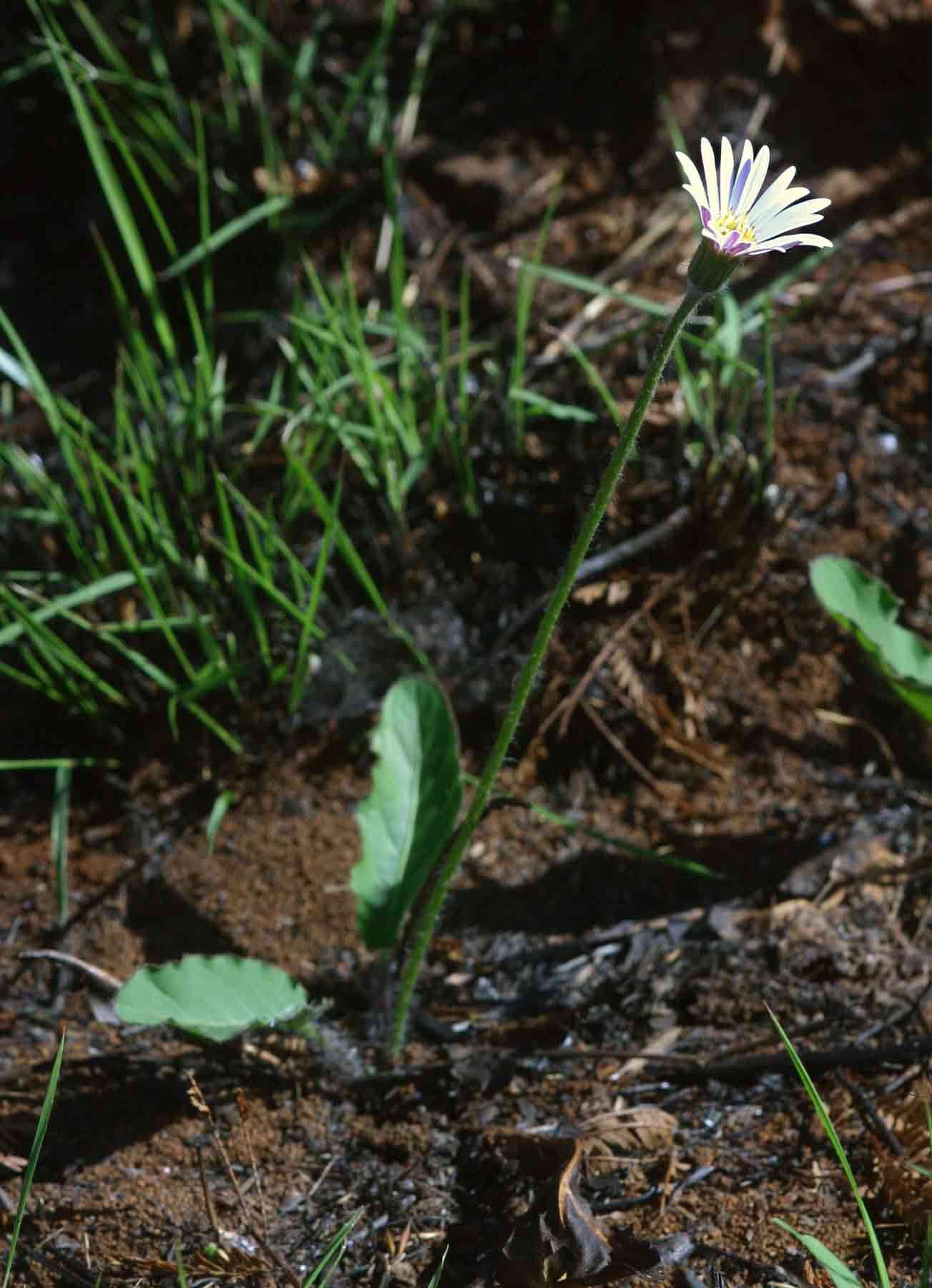 Gerbera viridifolia (DC.) Sch. Bip. resmi