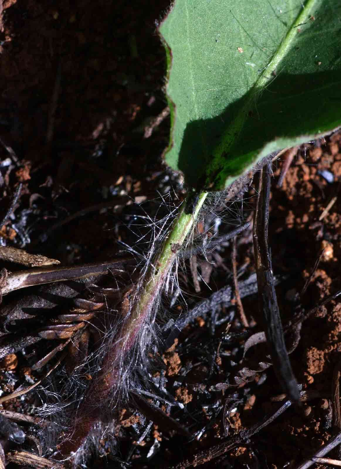 Gerbera viridifolia (DC.) Sch. Bip. resmi